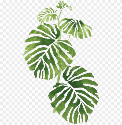 Transparent Tropical PNG Graphic With Transparency Isolation