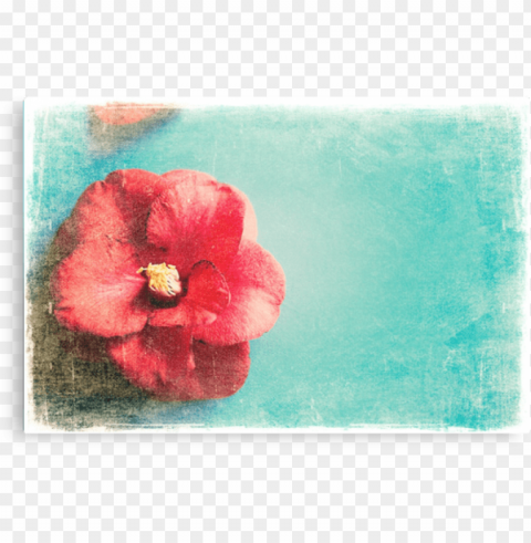  turquoise flowers PNG transparent graphics comprehensive assortment