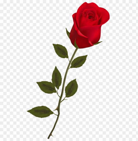 transparent valentine flowers PNG with clear background set