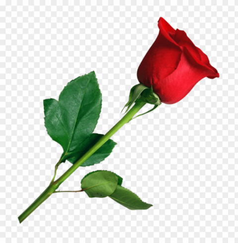 transparent valentine flowers PNG with Isolated Object