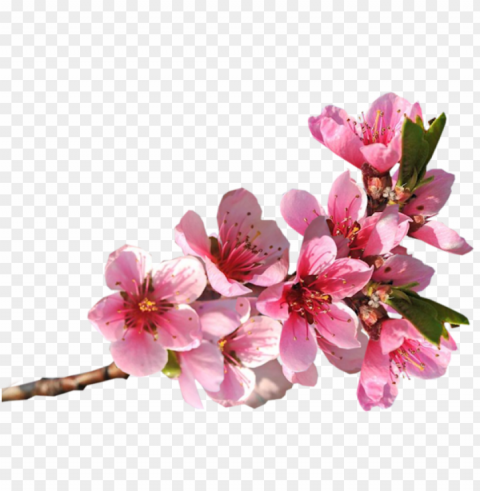 transparent valentine flowers PNG with Isolated Transparency