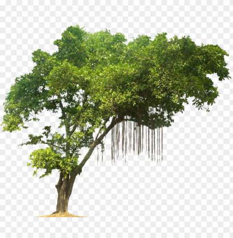 tree PNG with alpha channel for download