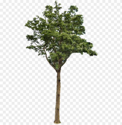 tree 2 - trees with background Transparent PNG images complete library PNG transparent with Clear Background ID f64a8945