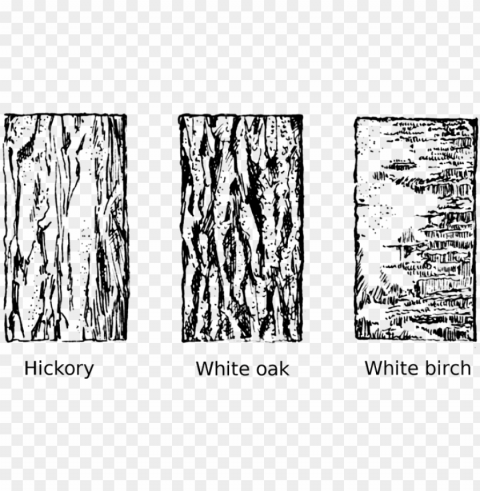 tree bark tree clipart vector library - drawing tree bark texture Isolated Artwork on Clear Transparent PNG
