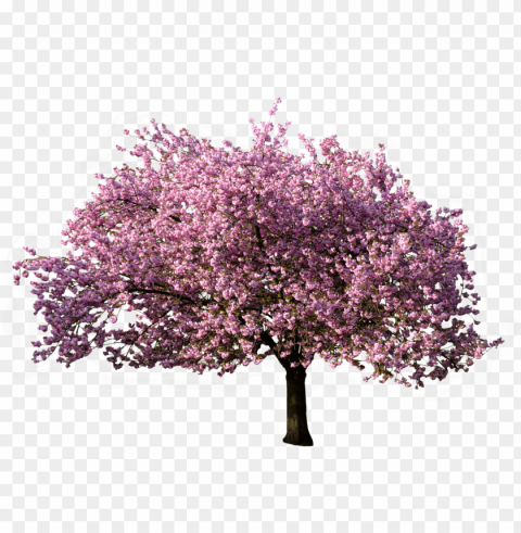 tree blossoming in spring - background tree Transparent PNG graphics variety