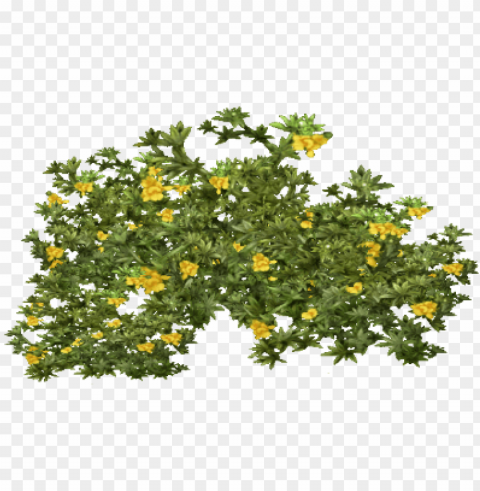 tree bush image - creosote bush PNG Graphic Isolated on Clear Background Detail