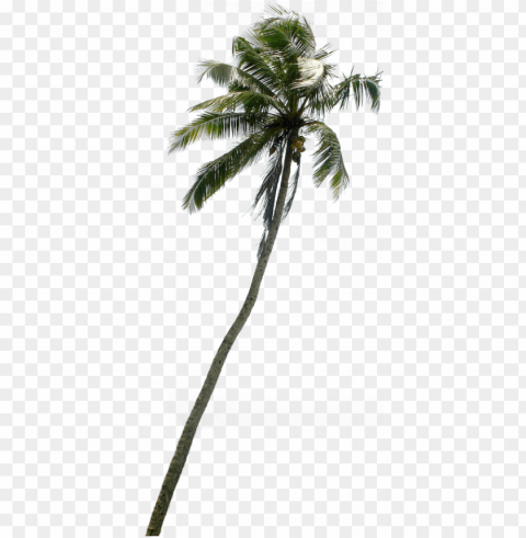 tree clipart downloads pznvtp clipart - coconut tree cut out PNG Image with Isolated Graphic