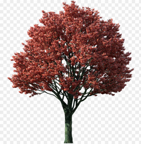 tree clipart flaming autumn maple tree - japanese maple tree High-resolution transparent PNG images