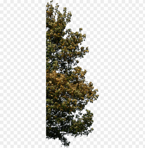 tree corner 2 - renders photoshop arboles arquitectura Isolated Item in HighQuality Transparent PNG