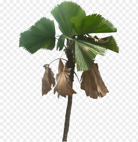 tree cut out fan palm plant pictures tropical plants - palm trees Isolated Object in HighQuality Transparent PNG PNG transparent with Clear Background ID f1f98f8f
