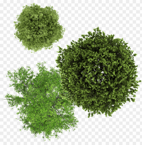 tree drawing top view PNG images without restrictions