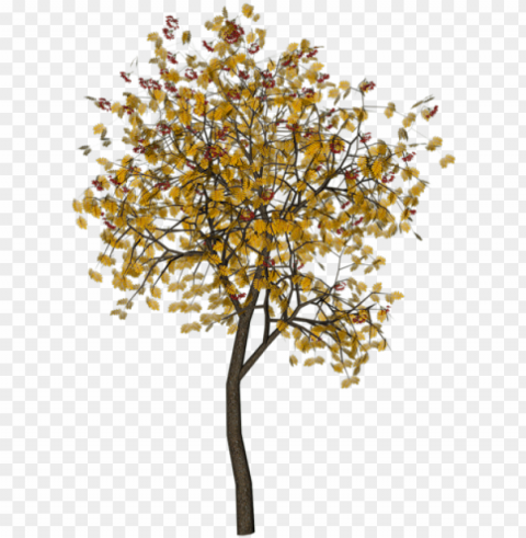 tree drawings - plane-tree family Isolated Element with Transparent PNG Background
