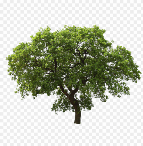 tree free download - tree clipart Isolated Character in Transparent Background PNG