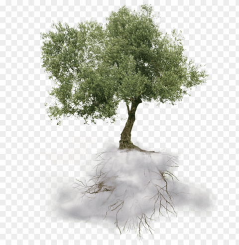tree - greek olive tree Transparent background PNG images complete pack