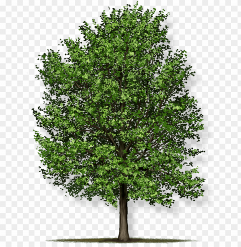 tree height - red maple trees Transparent Background Isolated PNG Character