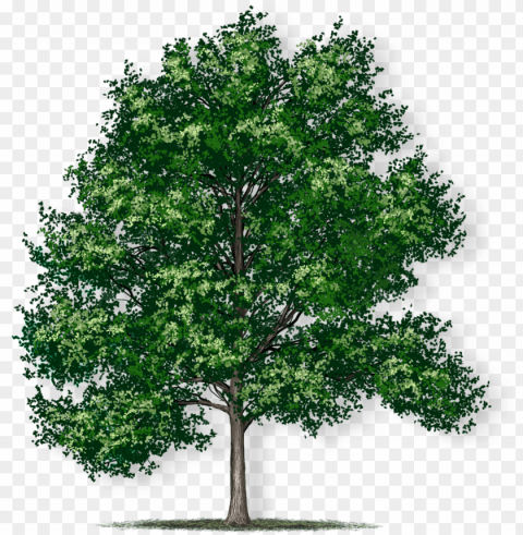 tree height - swamp chestnut oak tree Transparent Background PNG Isolation