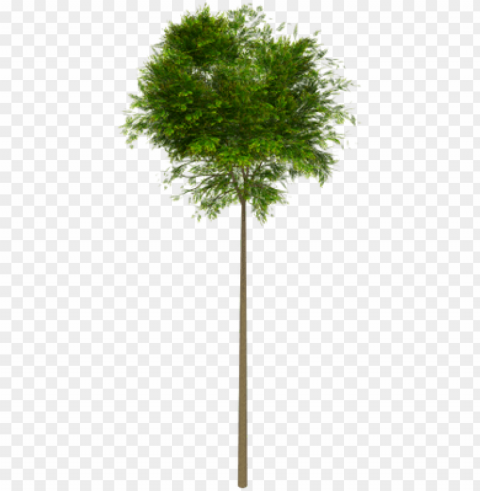 tree high leaves - high trees Isolated Element with Transparent PNG Background PNG transparent with Clear Background ID bd029956