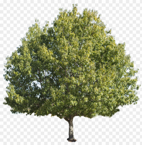 tree-isolated - chestnut tree Free PNG images with alpha channel variety
