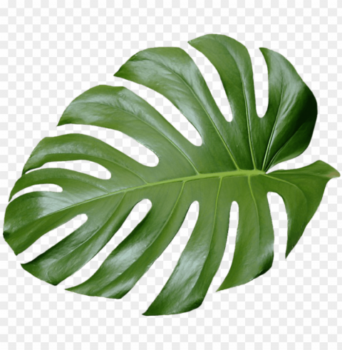 tree no leaves png for free - tropical leaves png Isolated Artwork on Transparent Background