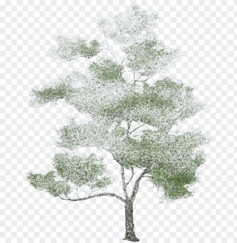 tree photoshop arbre drawing trees watercolor - axonometric trees Clean Background PNG Isolated Art