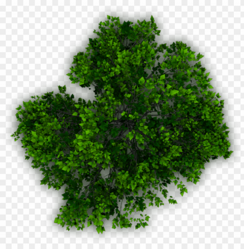 Green trees plan PNG Image with Clear Background Isolated
