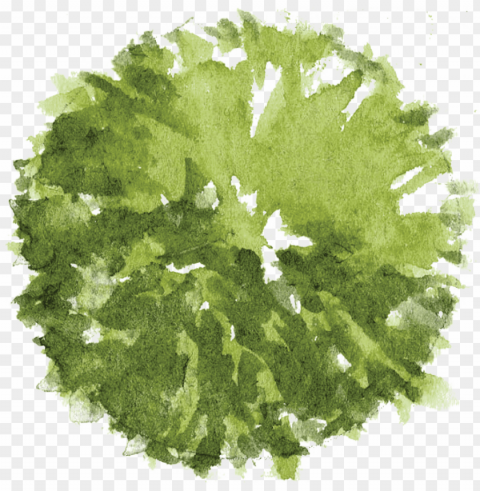tree plan - watercolor tree plan PNG Image with Transparent Cutout