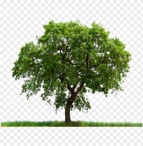 tree plan view image - oak tree Clear PNG pictures broad bulk