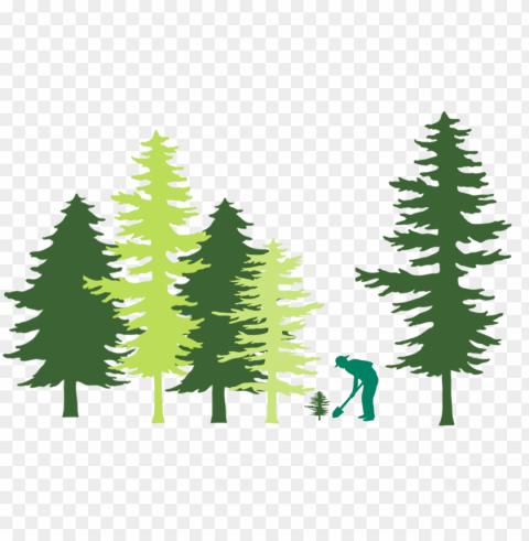 tree planting in forest illustration - united states capitol Isolated Item with Transparent PNG Background