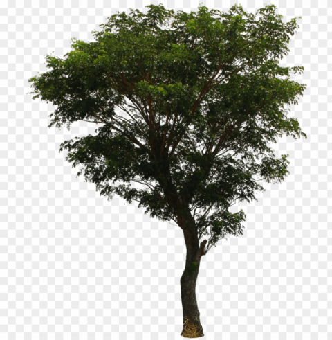 tree file download free - deviantart tree Transparent PNG Isolation of Item