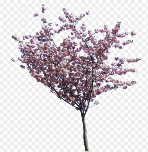 tree hd transparent - jacaranda tree ClearCut PNG Isolated Graphic