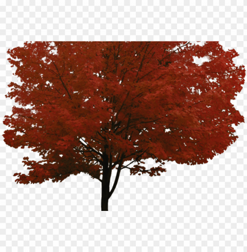 tree image free download picture - red maple tree Isolated Design on Clear Transparent PNG