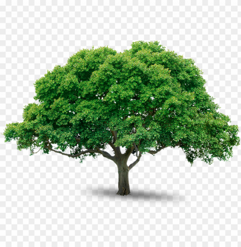tree free download picture tree - photoshop tree images free download PNG Image with Transparent Isolated Graphic