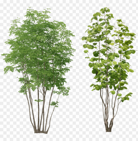 tree image - small tree Isolated Character in Transparent PNG