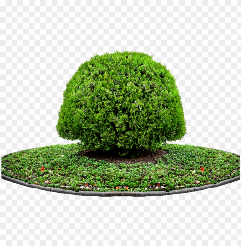 tree plant for photoshop - plant for photosho PNG images for mockups PNG transparent with Clear Background ID 56ca7415