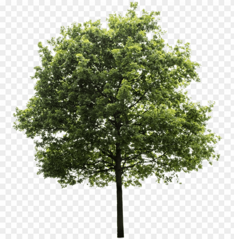 tree render oak tree trees to plant tree photoshop - transparent background tree PNG for educational use