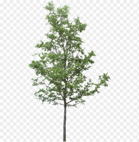 tree render tree photoshop tree sketches landscape - tree PNG free transparent