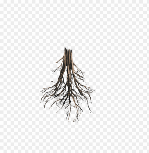 tree roots HighQuality Transparent PNG Isolation