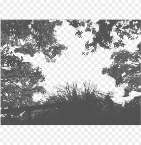 tree shadow - shadow of trees PNG graphics with clear alpha channel broad selection