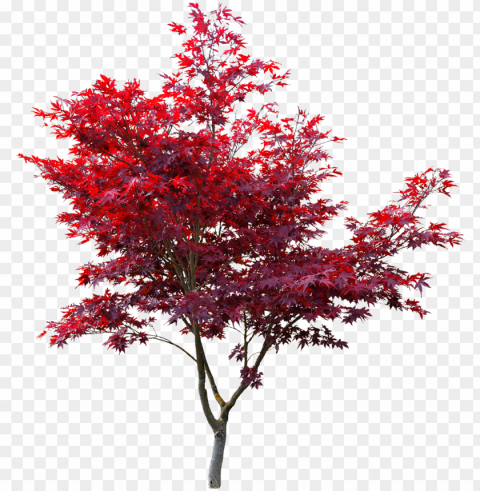 tree sticker - japanese maple cut out Clear Background PNG Isolated Design