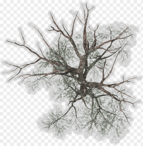 tree top view for kids - winter tree plan Free PNG download no background