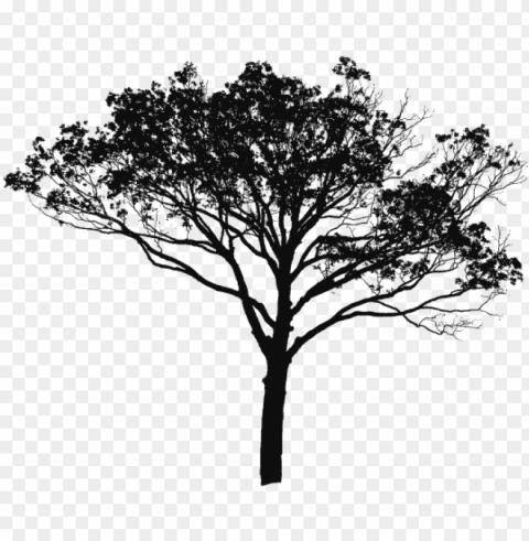 tree vector black and white tree vector clipart tree - sunset image of scenery Transparent PNG pictures archive