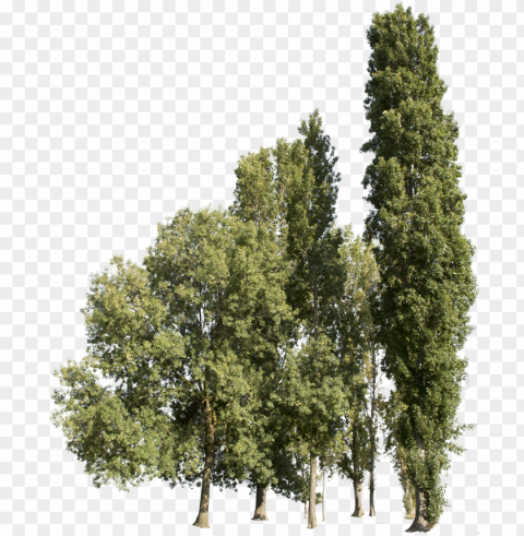 trees group - cutout trees - group trees Transparent PNG pictures archive