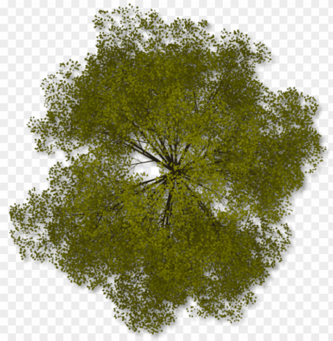 trees plan Clear Background PNG Isolated Design