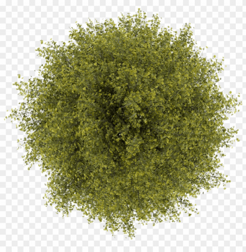 trees top view PNG for business use PNG transparent with Clear Background ID 6a7dc362