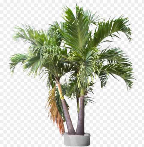 triple trunk container plant trunks container - lady palm plant High-resolution transparent PNG images assortment