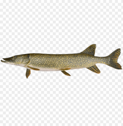 trophy northern pike is 41 inches - pike fish PNG transparent design diverse assortment