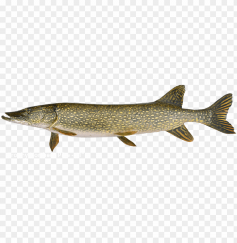 Trophy Northern Pike Is 41 Inches - Pike Fish PNG Transparent Design Diverse Assortment