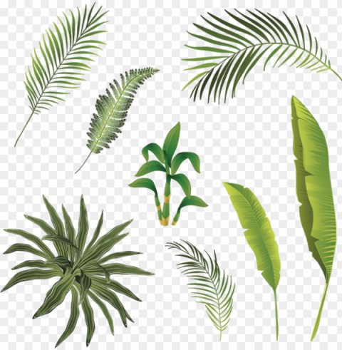 tropical branch and leaves collection tropical branch - hojas tropicales vector Isolated Item on HighQuality PNG