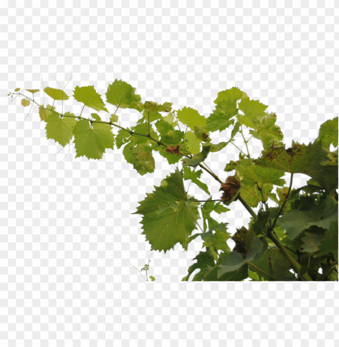 tropical branch - grape branch Transparent PNG graphics complete collection