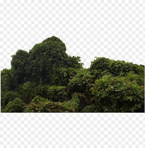 tropical bush picture library download - portable network graphics Isolated Graphic in Transparent PNG Format